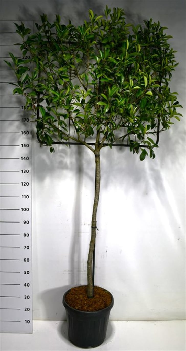 Glansmispel – Photinia fraseri 'Little Red Robin' - C30 120 cm. Stam leivorm